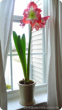 amaryllis-bulb-in-bloom