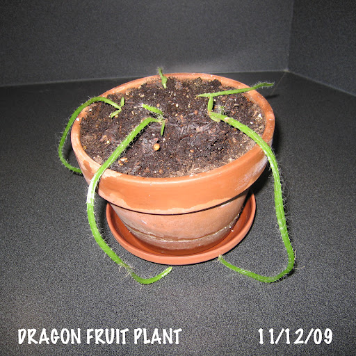 Dragon+fruit+plant+pictures