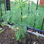 Tomato - Copia