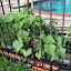 Cucumber - Early Pride Hybrid