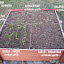 SerenDippity's Garlic garden