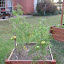 SerenDippity's Square Bed #1 garden