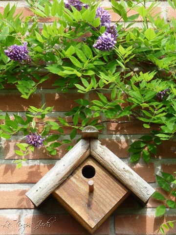 [tuin mei 2009 018[5].jpg]
