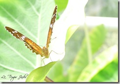 Hortus Botanicus 017