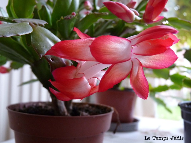 [crab cactus1.jpg]