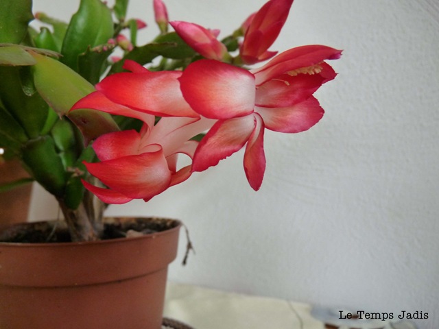 [crab cactus5.jpg]