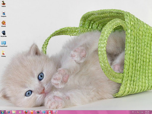 Free Cute Cat Images cute cat wallpapers. Free Cute Cat Images