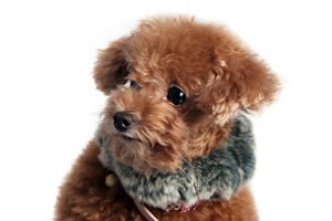 [The-Animal-in-you-Personality-Test1[3].jpg]