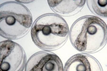 [These are fertilized eggs of white seabass, each containing an embryo with an attached yolk sac and oil globule (droplet)[5].jpg]