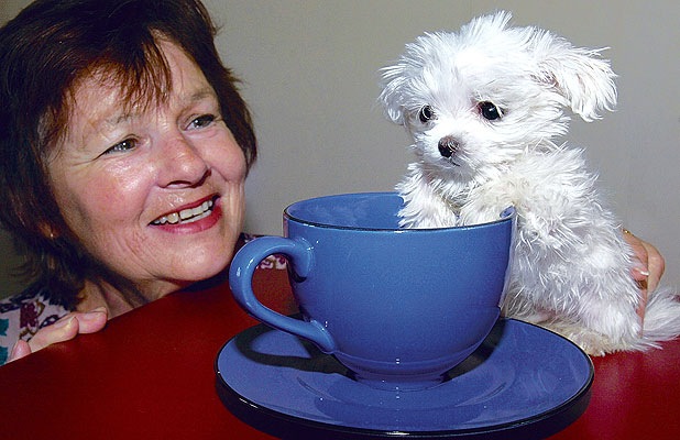 [Six-month-old Maltese pup Scooter sits dwarfed by this tea cup as owner Cheryl McKnight admires her 'tiny ball of fluff'.[13].jpg]
