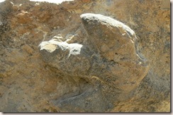 Dinosaur Track on the side of boulder