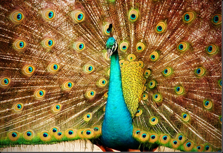 edit2peacock