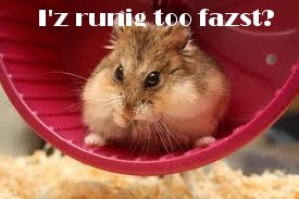 [hamster[9].jpg]