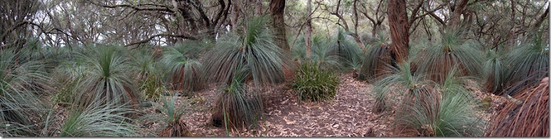 Annie's bush