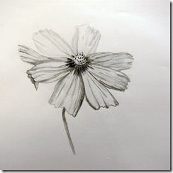 Intro to Botanical Illustration - 3