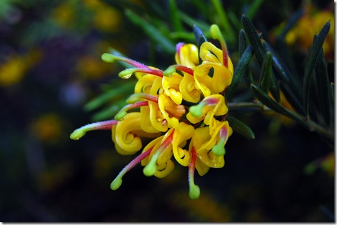 grevillea @ Deakin