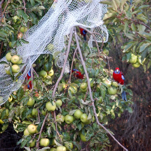 [parrots in apple tree.jpg]