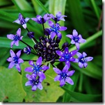 Mitty's flower 14