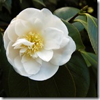 Mitty's flower 1