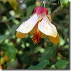 Mitty's flower 4