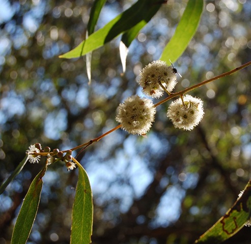 [Kaye's bush 1_resize[4].jpg]
