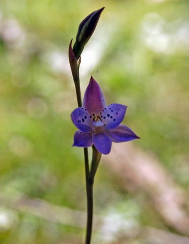 [Kaye's bush - spotted sun orchid_resize[4].jpg]