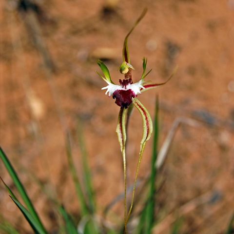 [Grampians - green combed spider orchid[3].jpg]