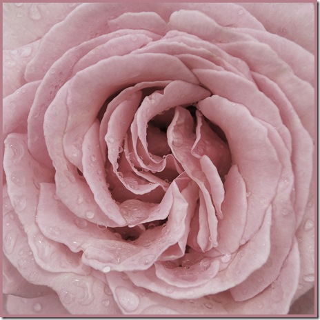 flower 5