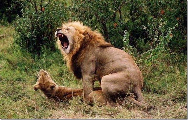 lion fuck