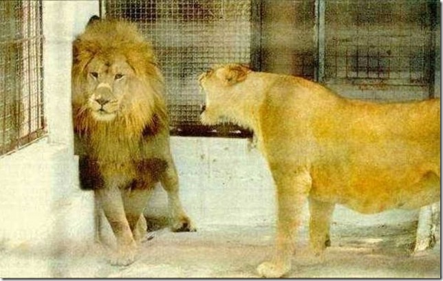 lion pissed
