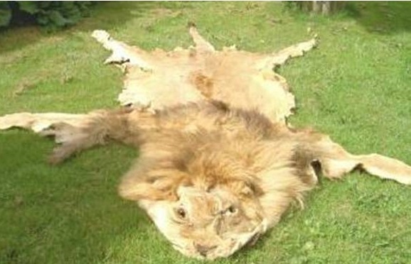 [lion dead[4].jpg]