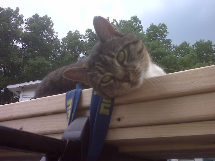 Mr. Edwina Wiggles