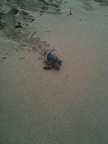 [picts 7.19 turtles 331[2].jpg]