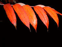20070930_191828.JPG