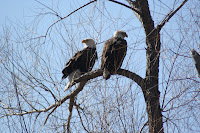 Eagles 058.JPG