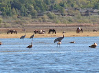 Birding in lashihai