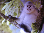 Monkey in Laojun mountain