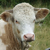 Borsa - Maramures - Romania - Milka