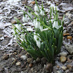 22 ianuarie 2011.jpg
