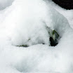 24 ianuarie 2011.jpg