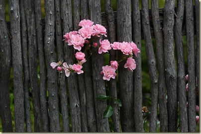 Roses and rustic fence, Battery Point, Hobart
