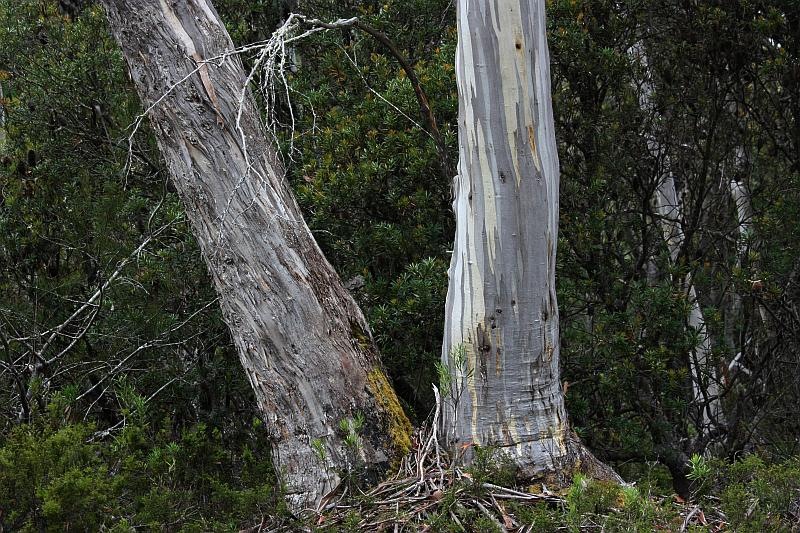 [100103_LakeStClairNPTasmania_04_sm2.jpg]
