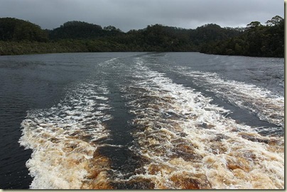Gordon River, wake of boat showing tannin-stained water