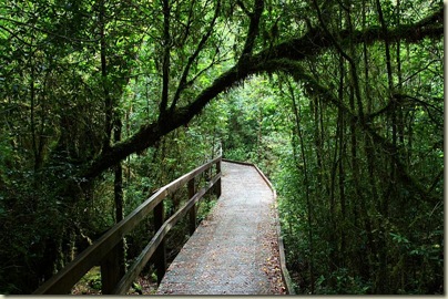 Heritage Landing, boardwalk through rainforest
