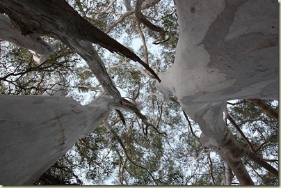 Gum trees at AAA Granary near Sheffield, Tasmania