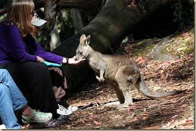 Heather feeding a Bennetts Wallaby, Trowunna Wildlife Park, Tasmania