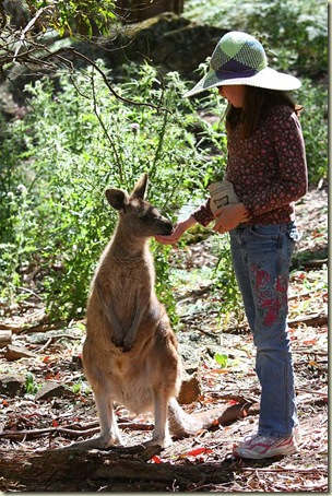 Sophie feeding a Forrester kangaroo, Trowunna Wildlife Park, Tasmania