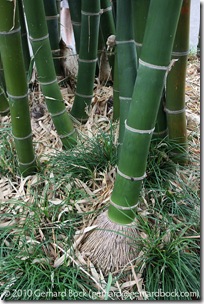 Bambusa membranacea