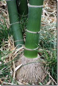 Bambusa membranacea