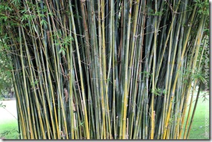 Bambusa textilis 'Gracilis' Bambusa textilis 'Gracilis'